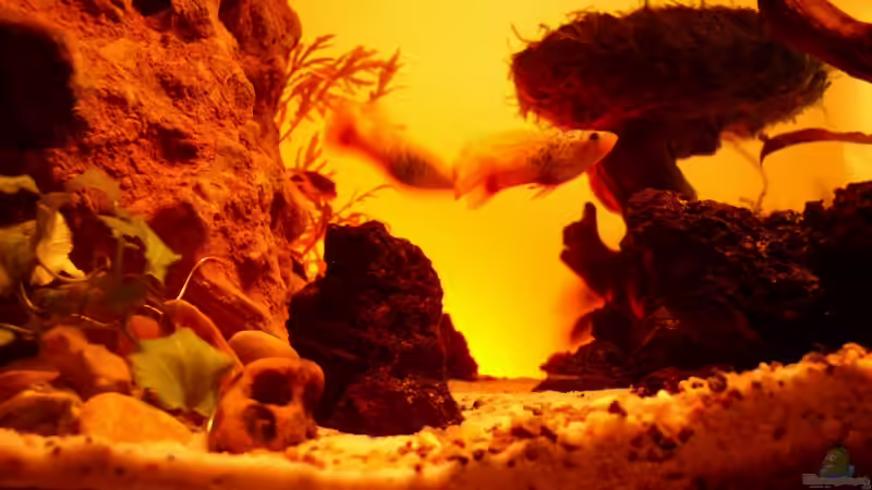 Technik im Aquarium Becken 11416 von Pascal Kapphan (19)