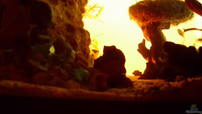 Technik im Aquarium Becken 11416 von Pascal Kapphan (20)