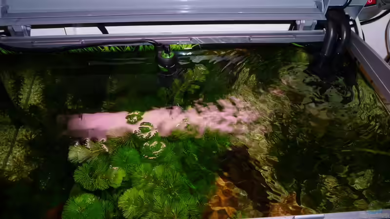 Technik im Aquarium Becken 11451 von bd7063 (9)