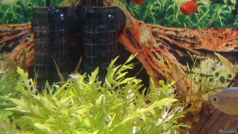 Technik im Aquarium Becken 11557 von Marco Klein (8)