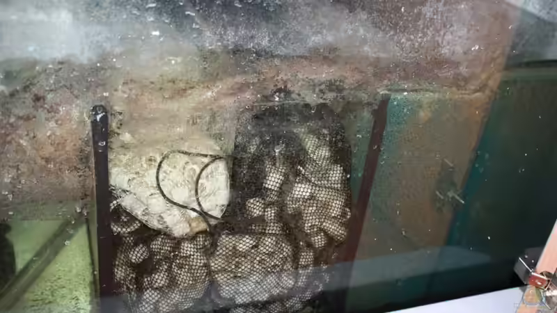 Technik im Aquarium Becken 12042 von Noci (4)