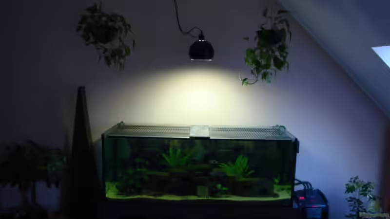 Technik im Aquarium Becken 12205 von Sponge Bob (10)