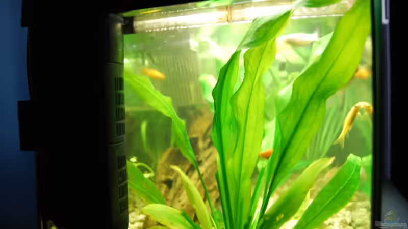 Technik im Aquarium Becken 12324 von Atalanta (6)