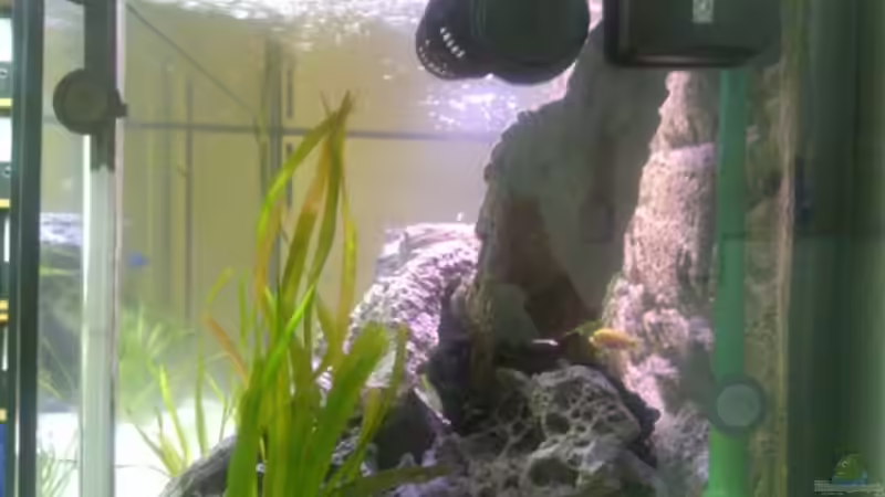 Technik im Aquarium Becken 12520 von Heimo (5)