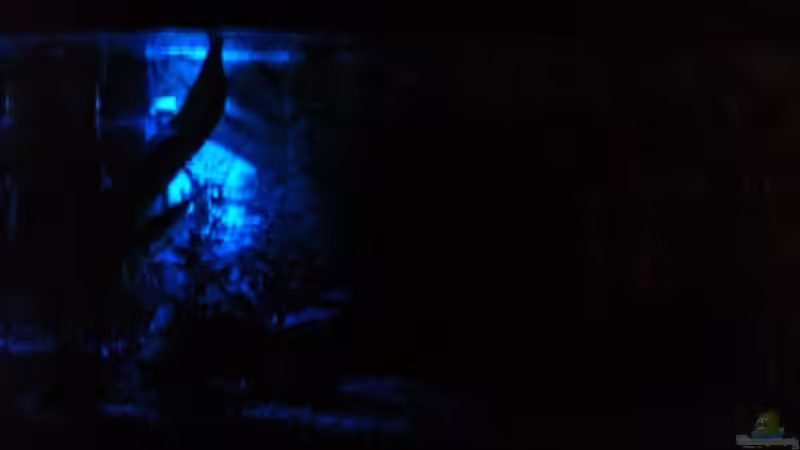 Technik im Aquarium Becken 12734 von Königscobra (19)