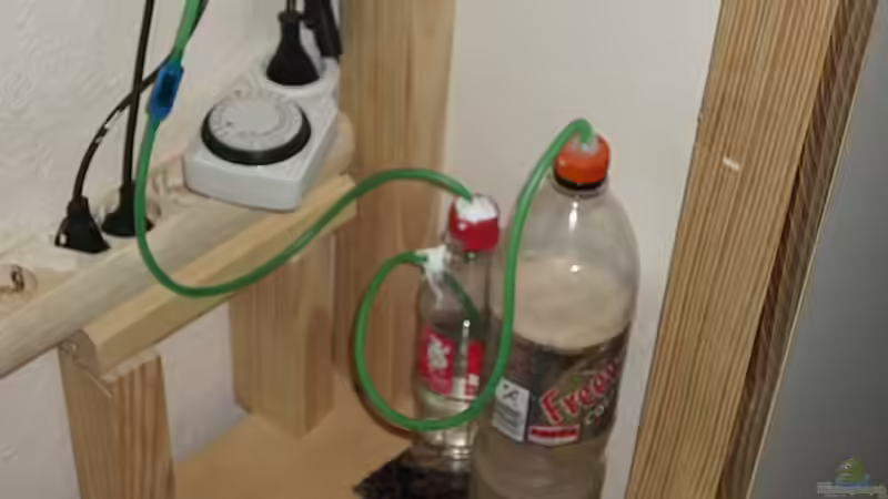 Technik im Aquarium Becken 12813 von Labeo bicolor (10)