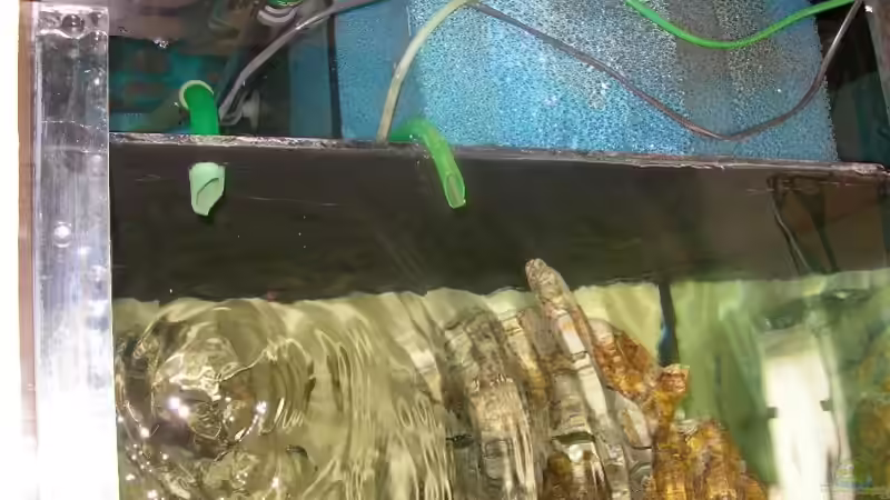 Technik im Aquarium Becken 1325 von Oliver Schulte (15)