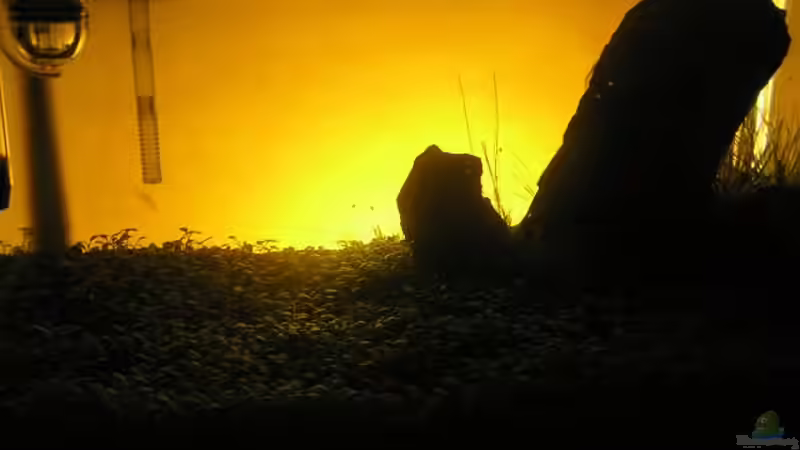 Technik im Aquarium Becken 13292 von niva (17)