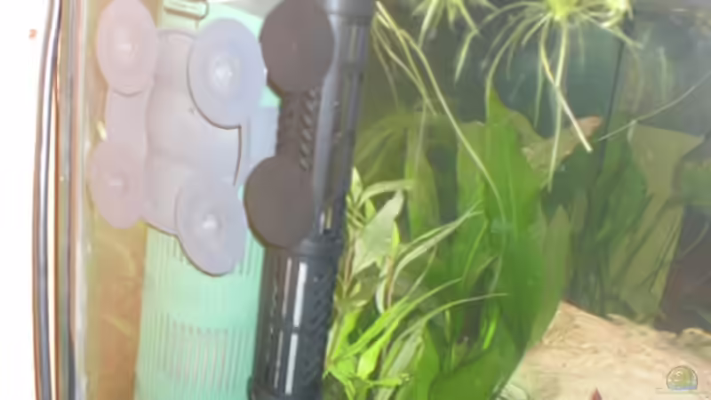 Technik im Aquarium Becken 13449 von Königscobra (29)