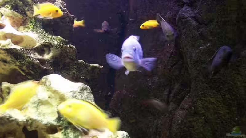 Technik im Aquarium Becken 1358 von Andreas Schlegel (3)