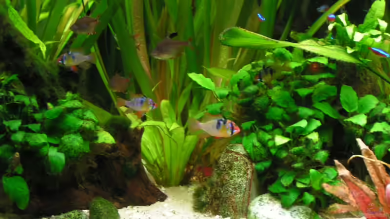 Technik im Aquarium Becken 13906  Nur noch als Beispiel! von Vito (20)