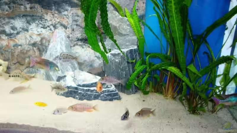 Technik im Aquarium Becken 13967 von MalawiEder (12)