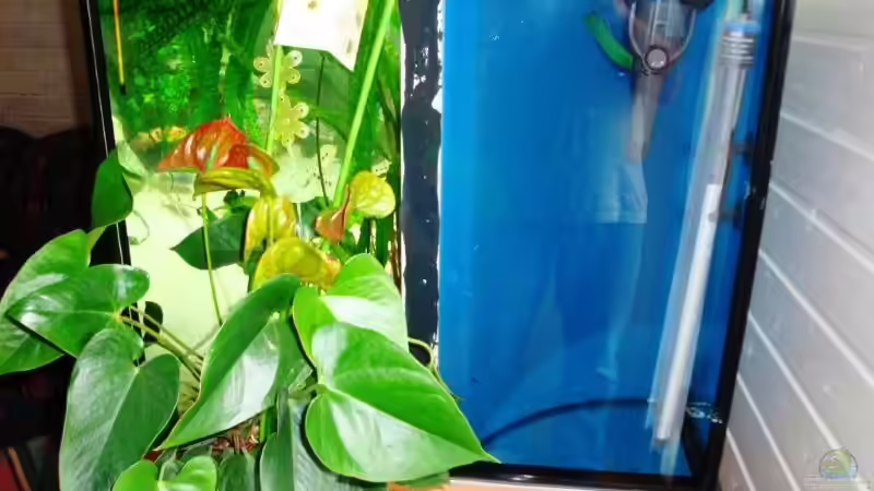 Technik im Aquarium Becken 13967 von MalawiEder (13)