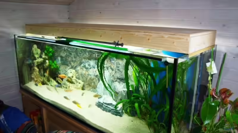 Technik im Aquarium Becken 13967 von MalawiEder (14)