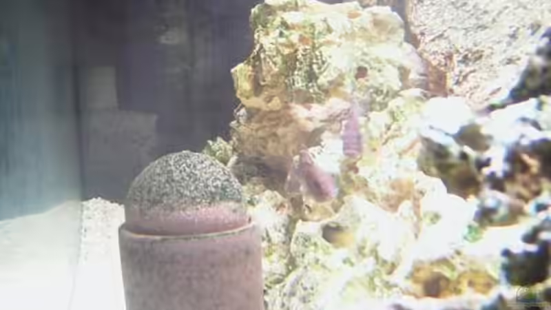 Technik im Aquarium Becken 1425 von Michael Beig (6)