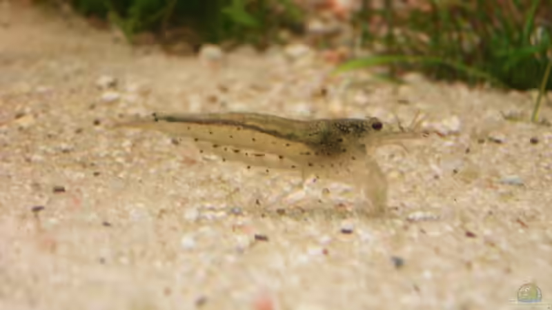 Technik im Aquarium Becken 1485 von Vanessa Kopf und Sebastian Krauß (5)