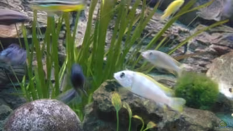 Technik im Aquarium Becken 1488 von Lucky33 (4)