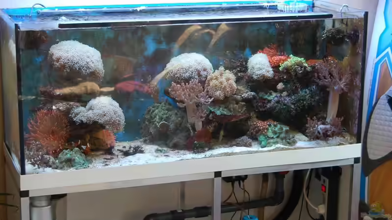 Technik im Aquarium Becken 15157 von Björns aqua (9)