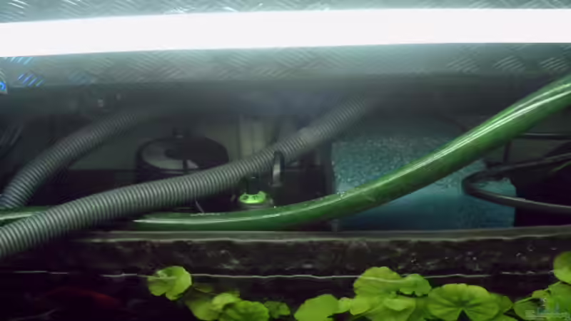 Technik im Aquarium Becken 15415 von Norbert Schulz (3)