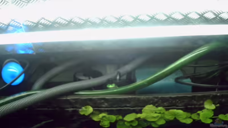 Technik im Aquarium Becken 15415 von Norbert Schulz (4)