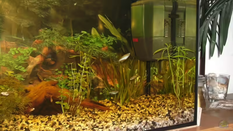 Technik im Aquarium Becken 15465 von NZ (3)