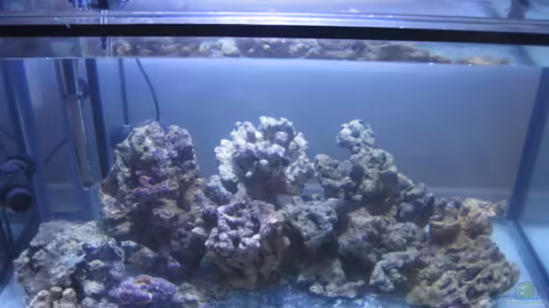 Technik im Aquarium Becken 15549 von water13 (13)