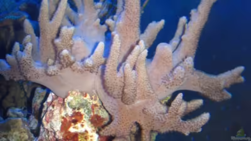 Technik im Aquarium Becken 15549 von water13 (18)