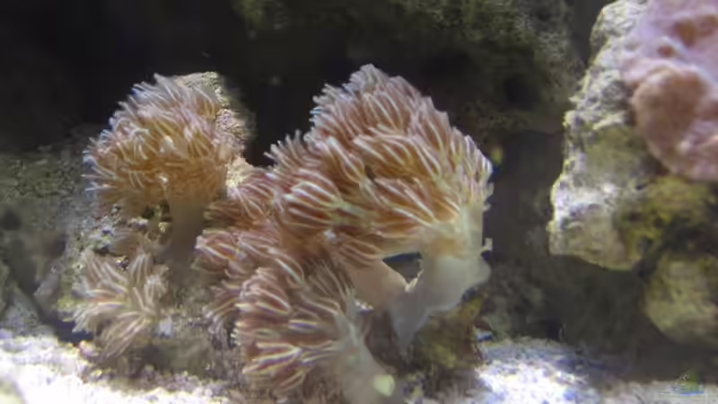 Technik im Aquarium Becken 15549 von water13 (20)