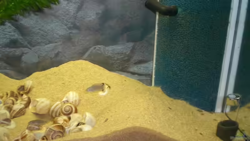 Technik im Aquarium Becken 1689 - nur noch ein Beispiel von fungibel (2)