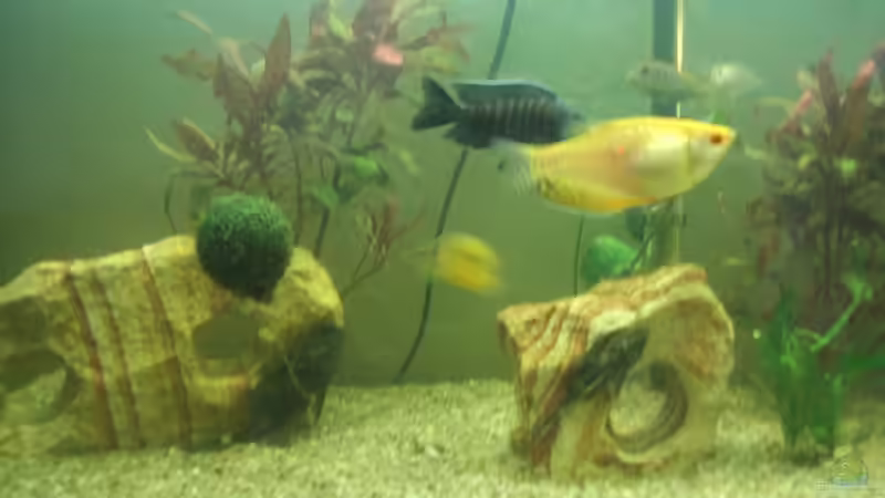 Technik im Aquarium Becken 17115 von Mark M (3)