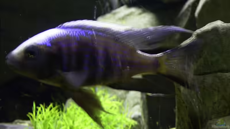 Technik im Aquarium Becken 1760 von Robert Dietrich (29)