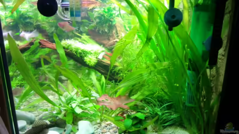 Technik im Aquarium Becken 17802 von FLJ07 (29)