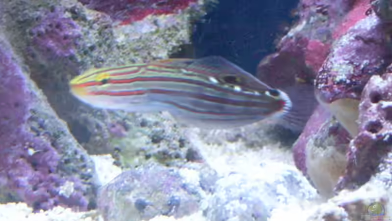 Technik im Aquarium Becken 1796 von Alexander Hrkalo (9)