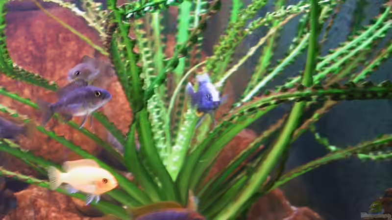 Technik im Aquarium Becken 18276 von Vito (26)