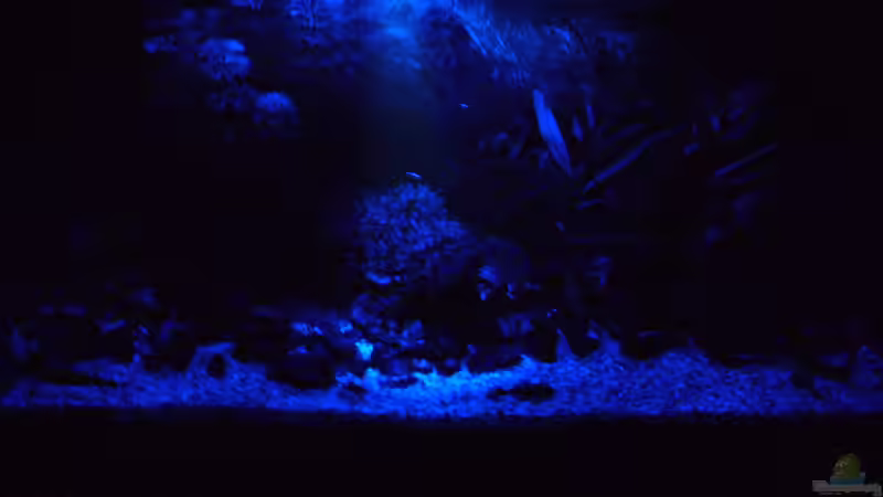 Technik im Aquarium Becken 18323 von Dominic Regett (10)