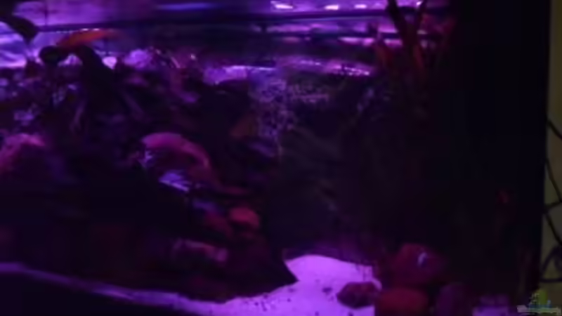 Technik im Aquarium Becken 18444 von delphin (13)