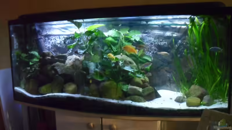 Technik im Aquarium Becken 18444 von delphin (9)