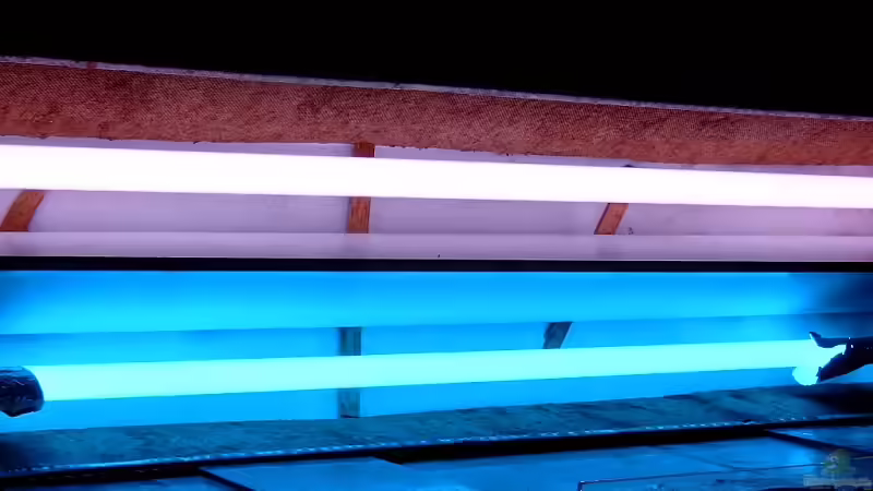 Technik im Aquarium Becken 1920 von Helgo Jacob (22)