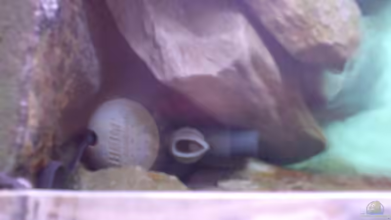 Technik im Aquarium Becken 1954 von Clermont (12)