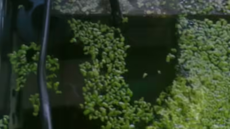 Technik im Aquarium Becken 19623 von Morten (4)