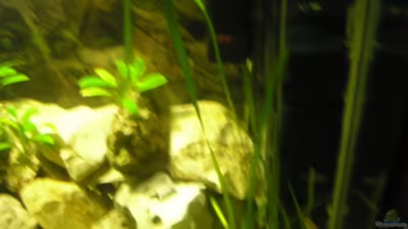 Technik im Aquarium Becken 19811 von guido400 (8)