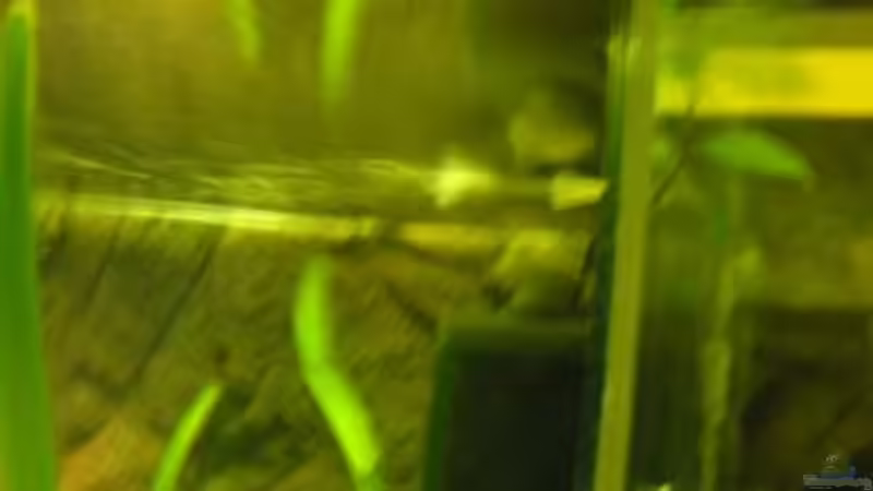 Technik im Aquarium Becken 19811 von guido400 (9)