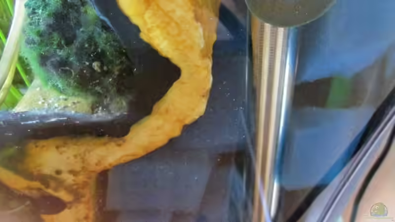 Technik im Aquarium Becken 20091 von gabbel (7)