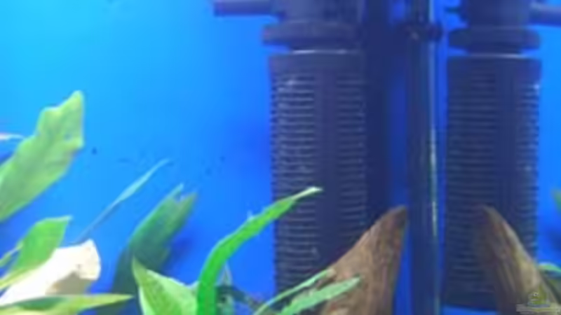 Technik im Aquarium Becken 2250 von Michael Kirchhoff (8)