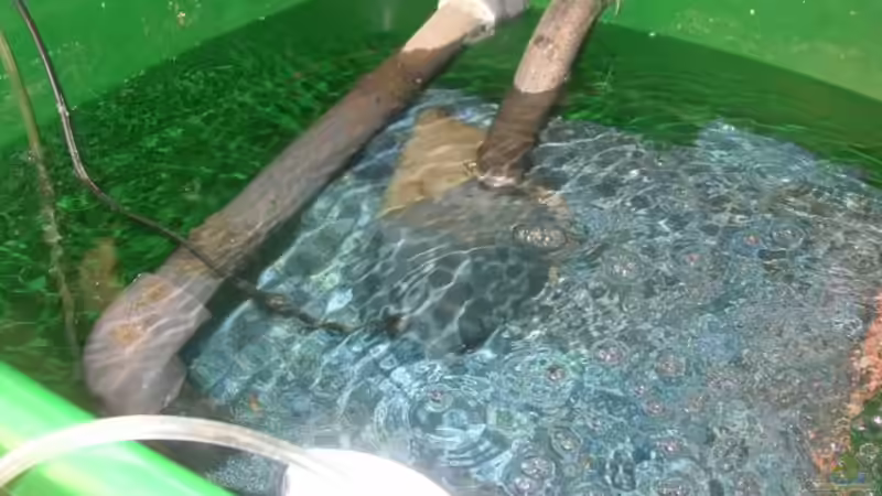 Technik im Aquarium Becken 227 von Sabine Deiters (4)