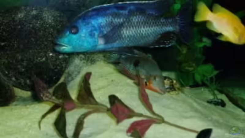 Technik im Aquarium Becken 22860 (nur noch als Beispiel) von MADNESS1.0 (18)