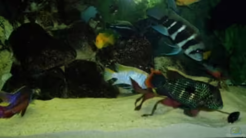 Technik im Aquarium Becken 22860 (nur noch als Beispiel) von MADNESS1.0 (20)