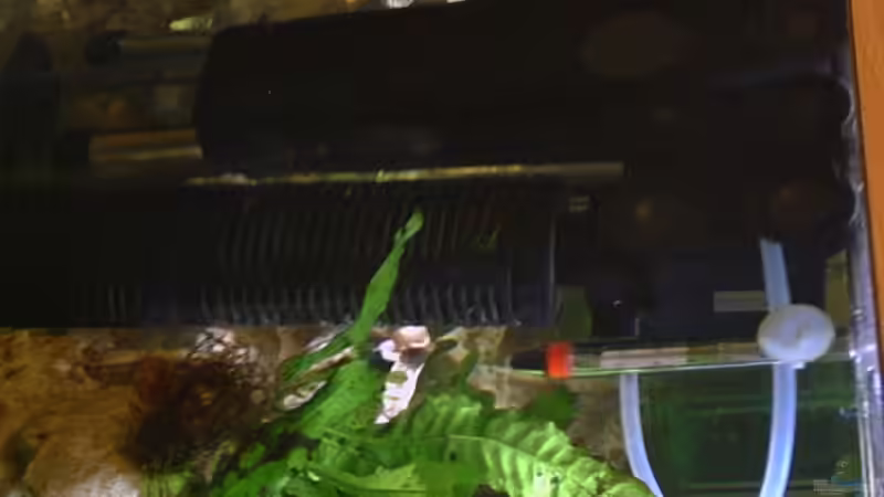 Technik im Aquarium Becken 2499 von Thomas-Jörg Prütz (8)