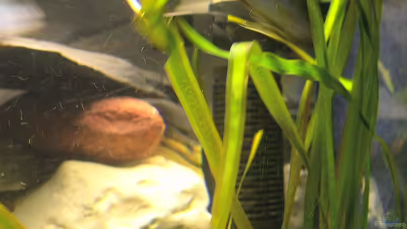 Technik im Aquarium Becken 251 von Helmut Auburger (8)