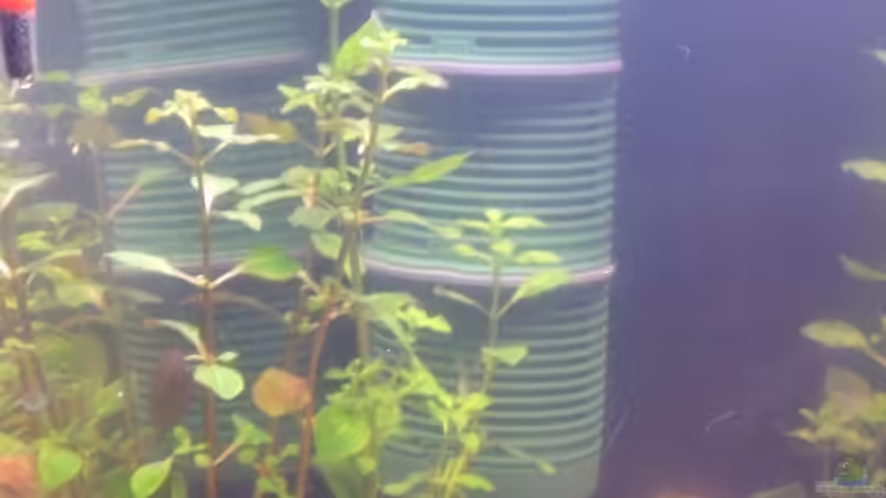 Technik im Aquarium Becken 25217 von Freudenfeuer (15)